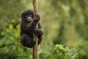 Baby gorilla climbing