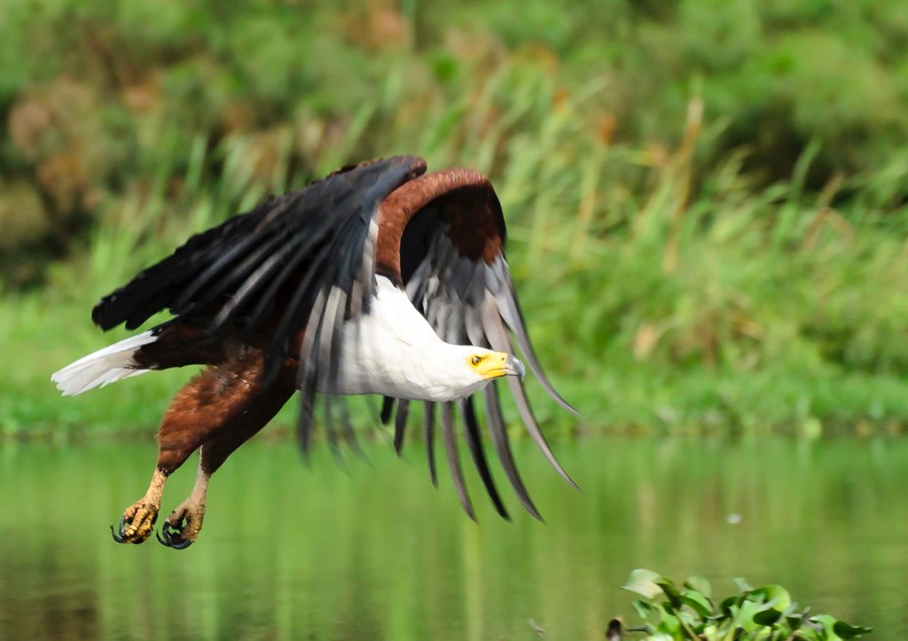 Birding Watching tour in Uganda